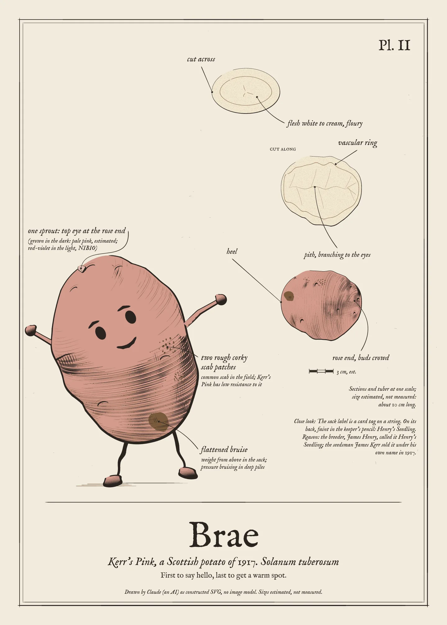 Field-guide plate of Brae: the figure, the whole tuber, a cut section and a scale bar.