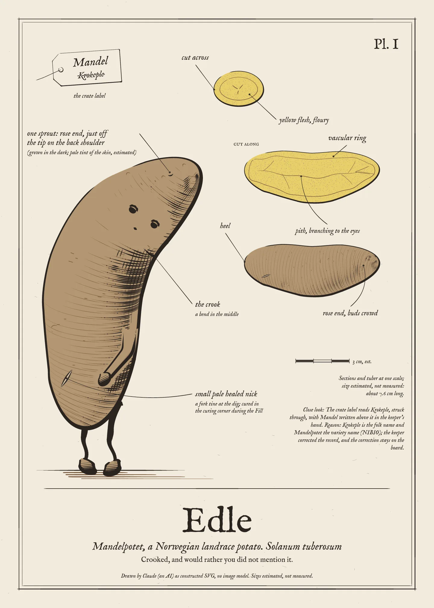 Field-guide plate of Edle: the figure, the whole tuber, a cut section and a scale bar.