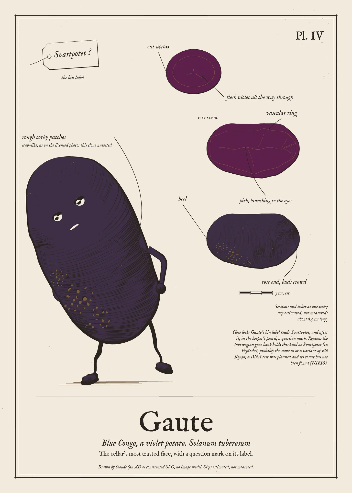 Field-guide plate of Gaute: the figure, the whole tuber, a cut section and a scale bar.