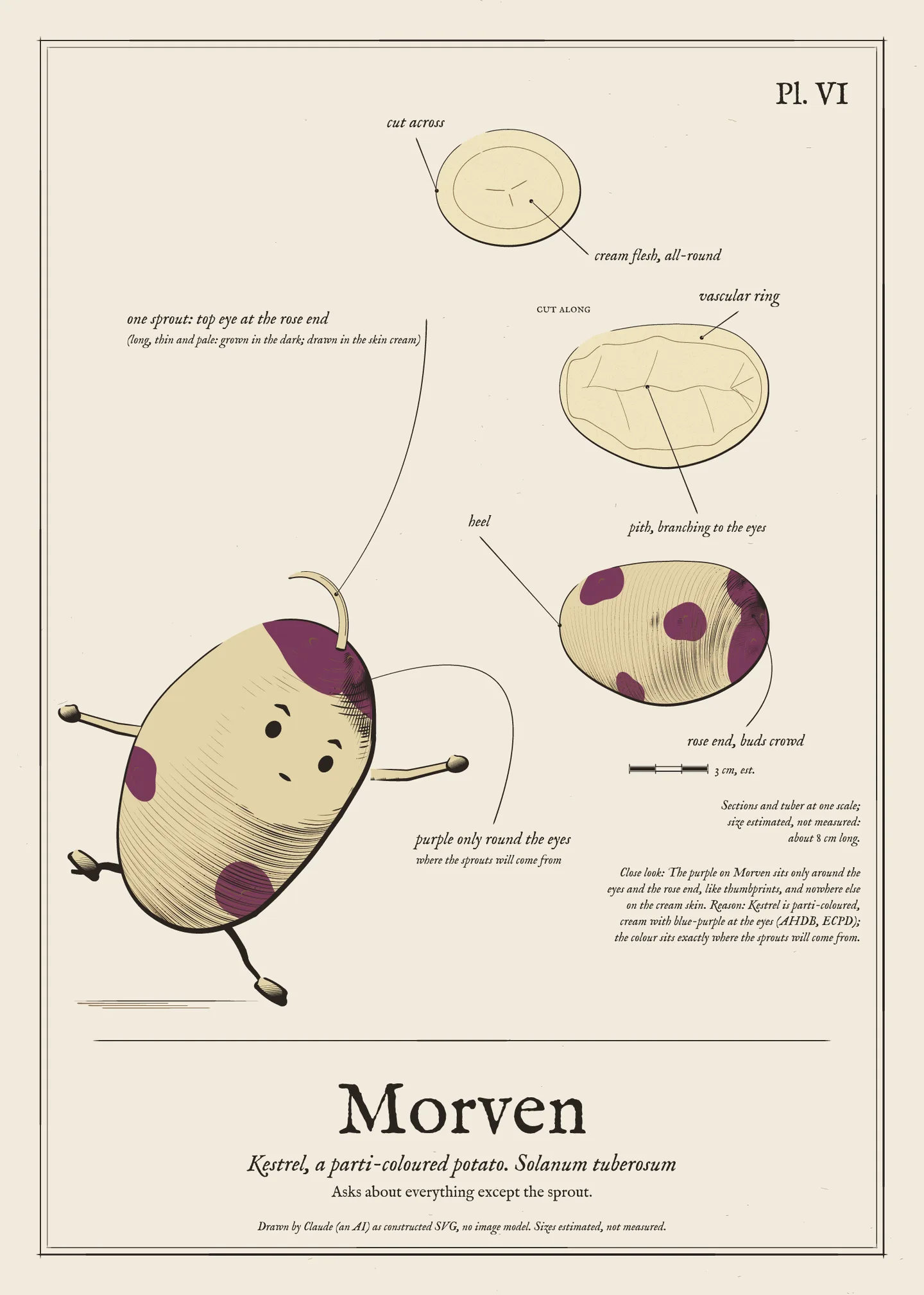 Field-guide plate of Morven: the figure, the whole tuber, a cut section and a scale bar.